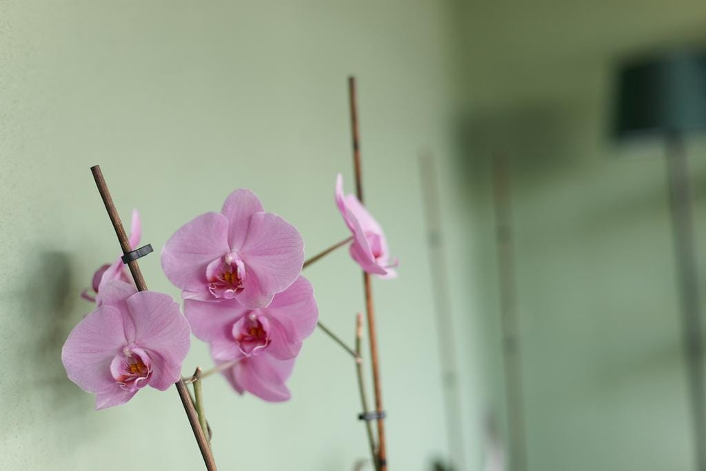 Foto 28 van Vlaskamp 628