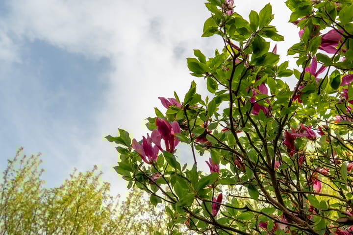 Foto 23 van Kompas 2