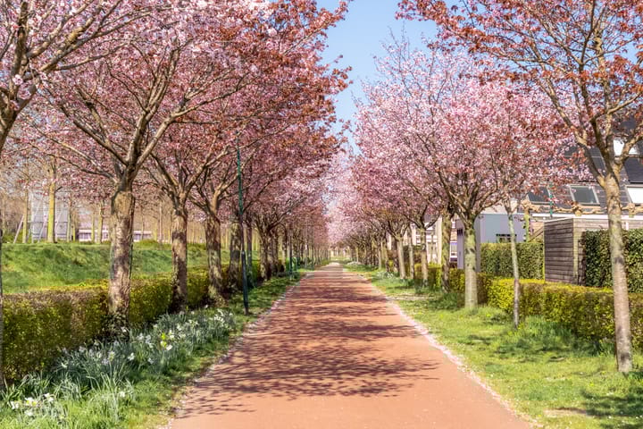 Foto 34 van Paleismuur 72