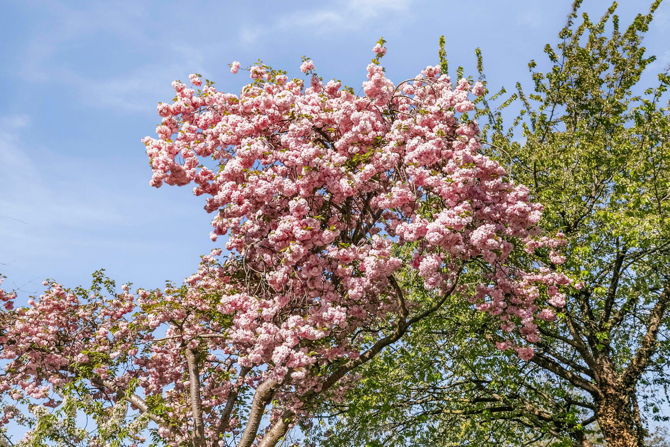 Foto 30 van Van Liedekerkestraat 51