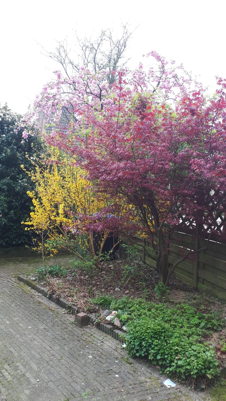 Foto 38 van Goudenregenstraat 72