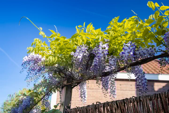 Photo 32 of Abeelstraat 4