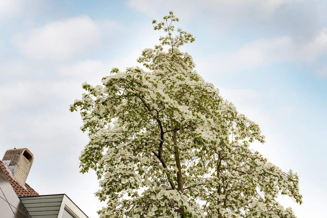 Foto 46 van Weidezoom 43