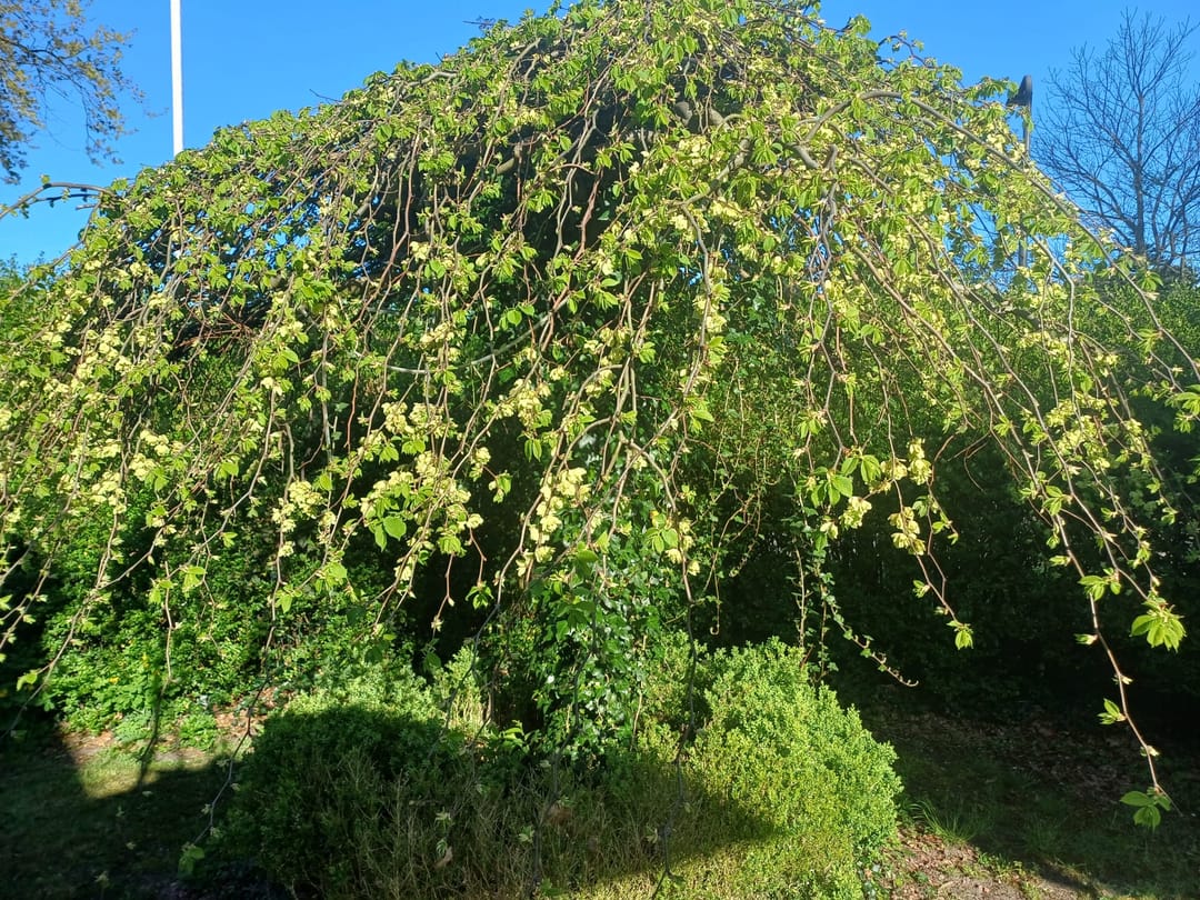 Foto 41 van Jut van Breukelerwaardlaan 8