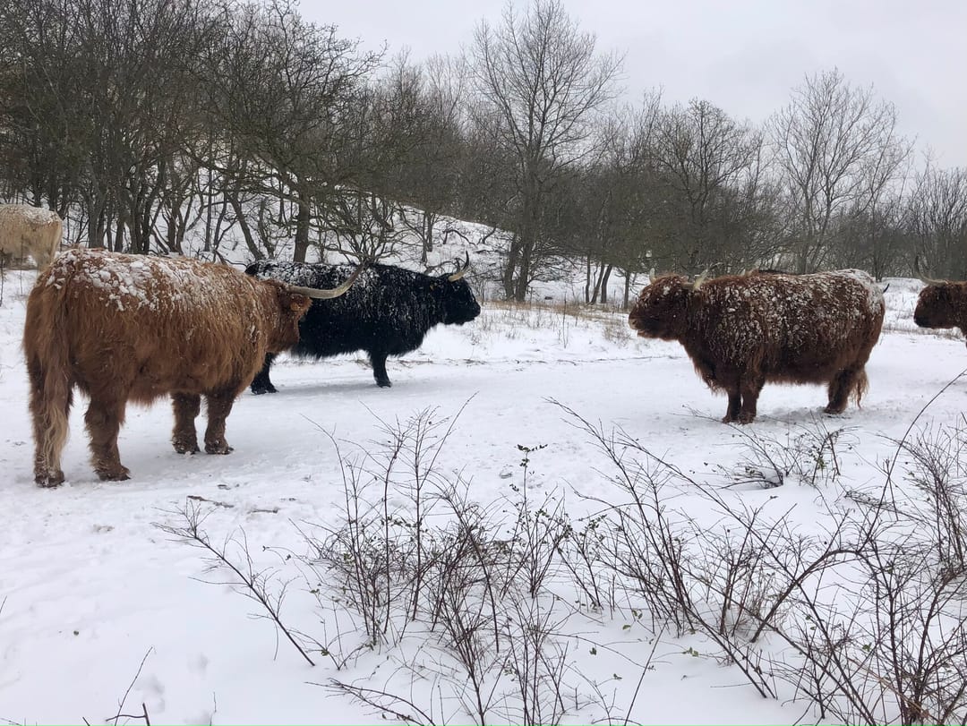 Foto 46 van Zeewindelaan 101