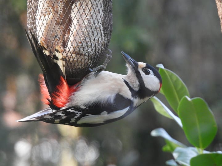 Photo 41 of Retiefstraat 221