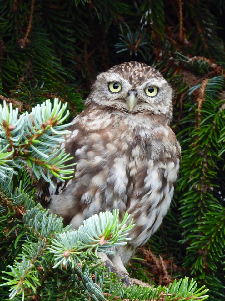 Photo 42 of Retiefstraat 221