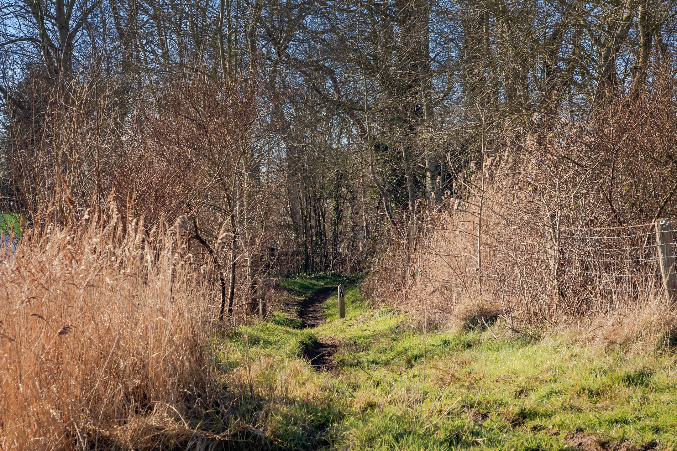 Foto 12 van Luilaantje 36-A