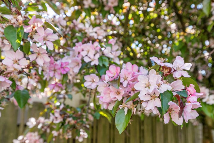 Foto 30 van De Volder 71