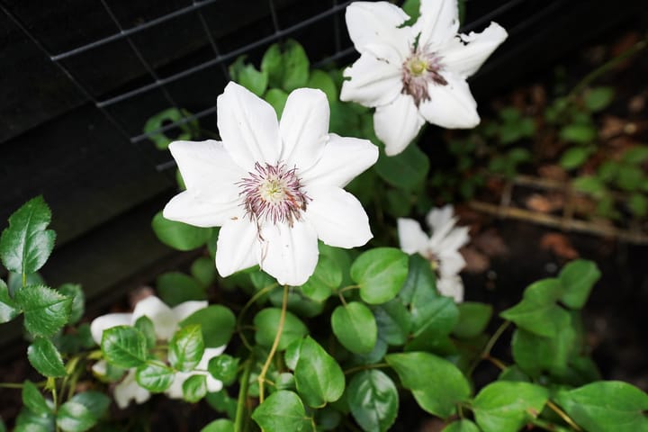 Foto 45 van Rietgansstraat 9