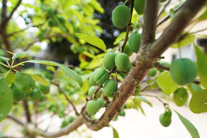 Foto 47 van Rietgansstraat 9