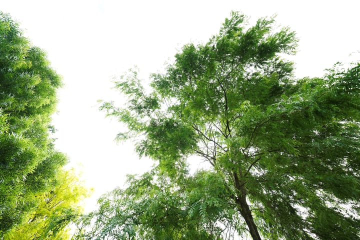 Foto 58 van Rietgansstraat 9