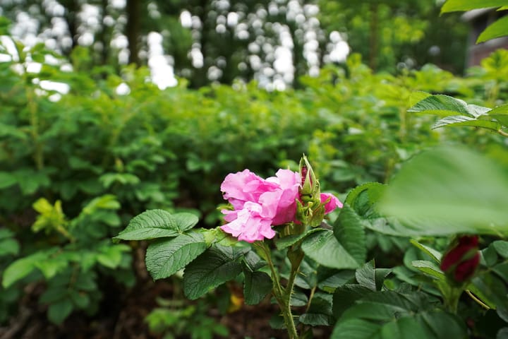 Foto 59 van Rietgansstraat 9