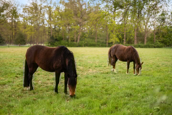 Foto 39 van Rosengaardeweg 30