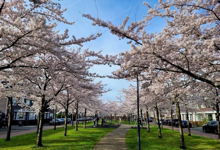 Photo 52 of Koningsstraat 75