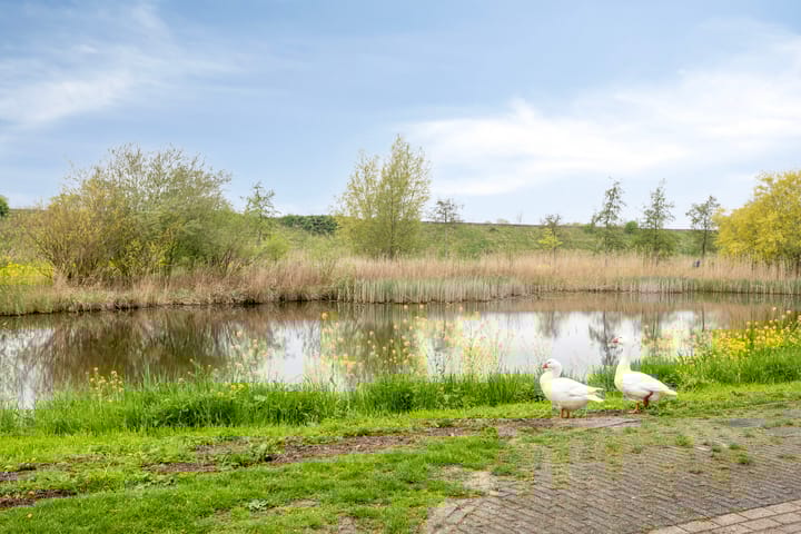 Foto 26 van Silene 81