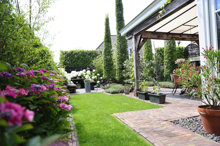 Photo 50 of Speenkruid 1