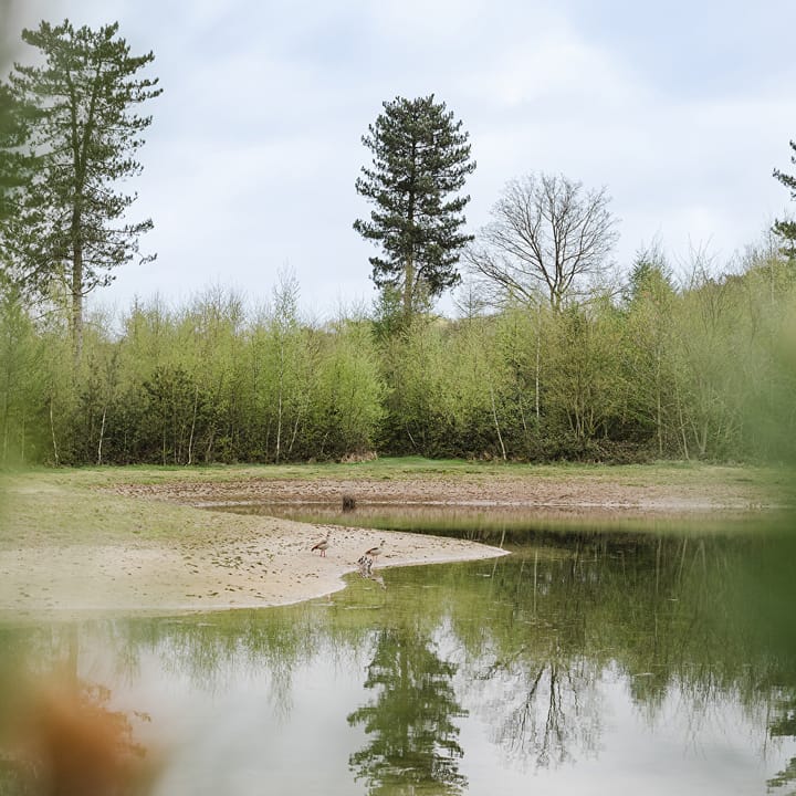 Foto 9 van Hoflaan - Bosstudio 2P