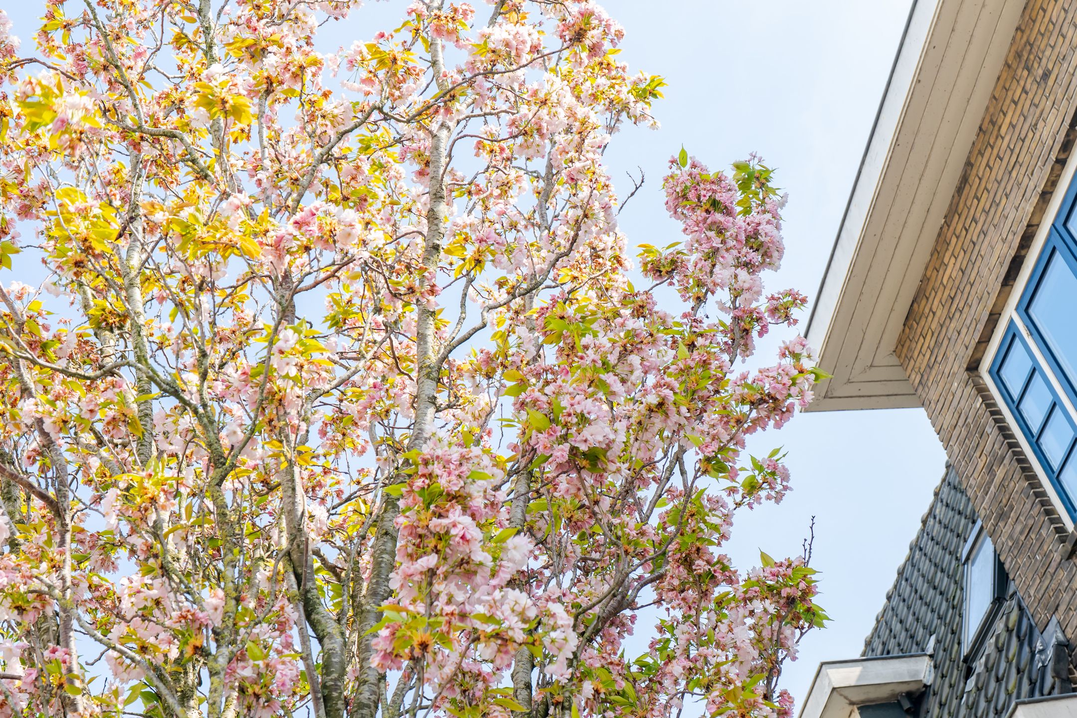 Photo 30 of Pieter Nieuwlandstraat 35