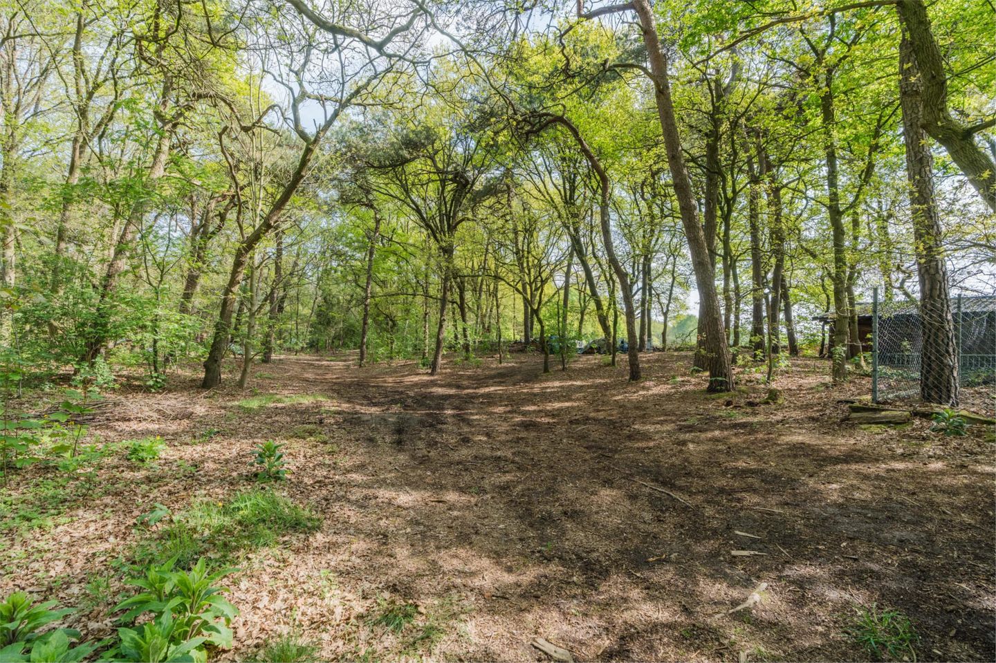 Het bos achter het huis
