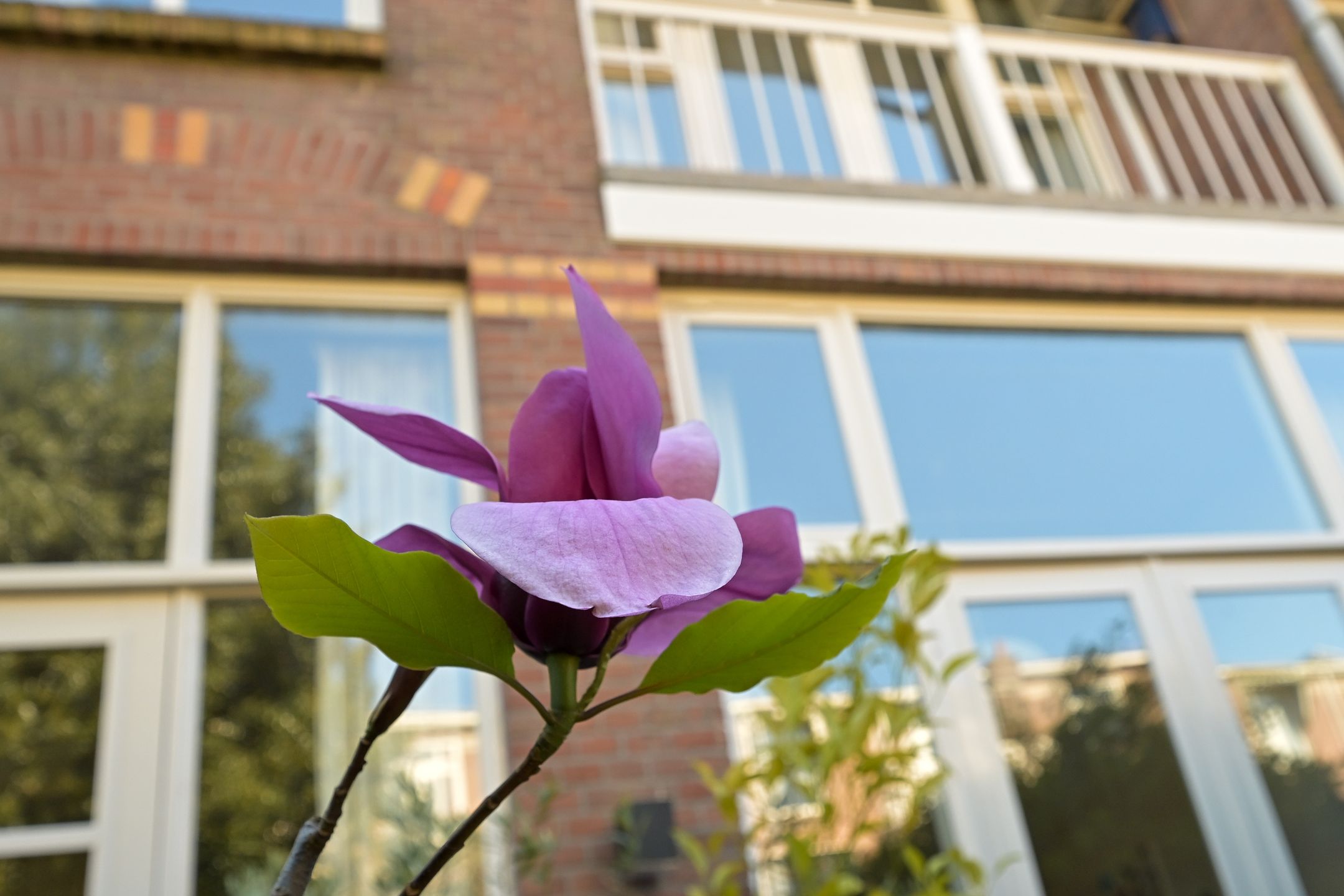 Foto 21 van Buijs Ballotstraat 45