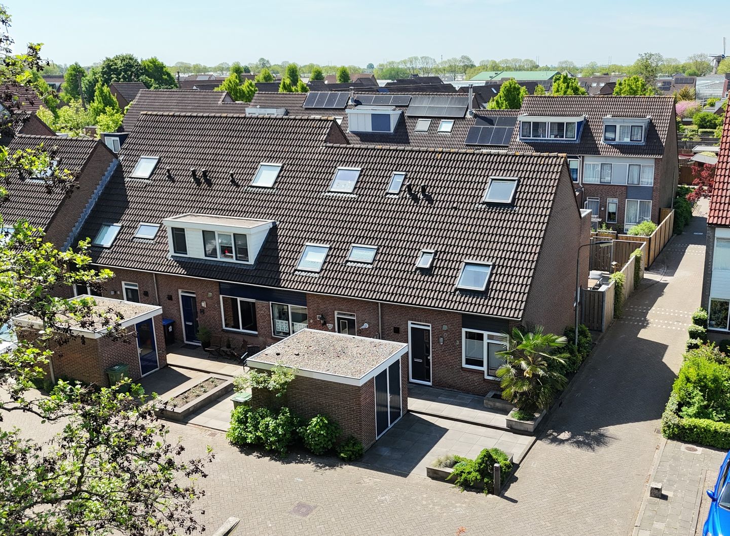 Photo 34 of Pijlkruid 35