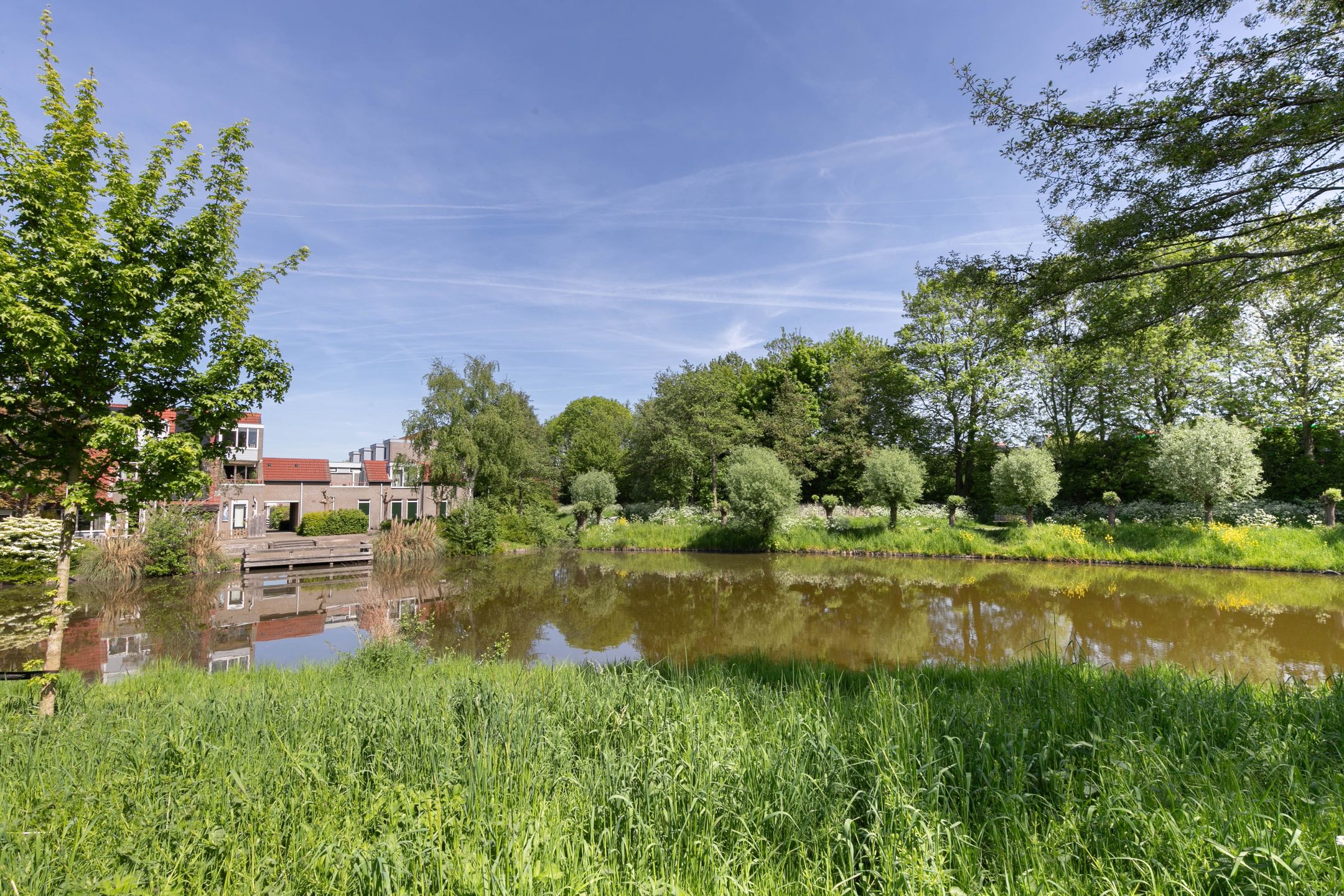 Photo 36 of Pijlkruid 35