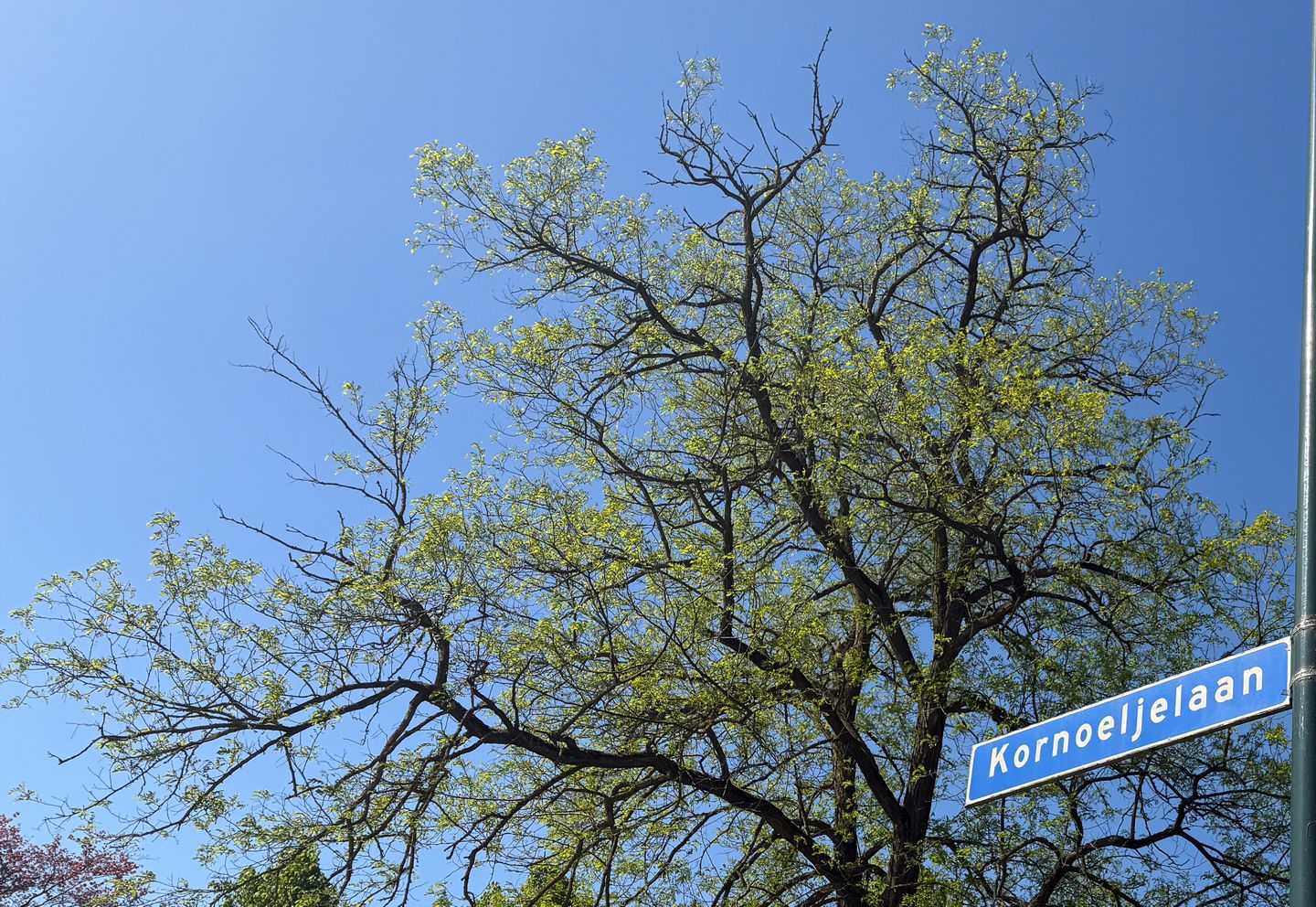 Photo 44 of Kornoeljelaan 42