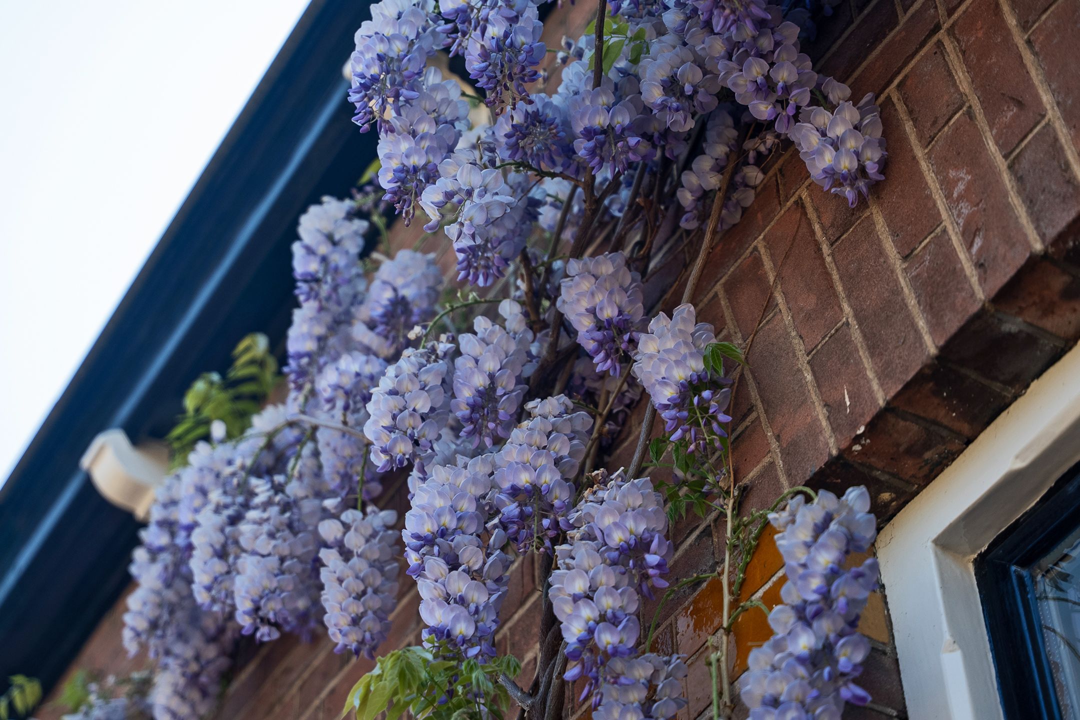 Foto 45 van Pieter de Hooghstraat 31