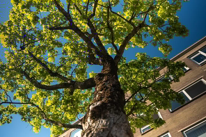 Foto 2 van Slotlaan 94