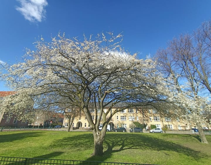 Foto 58 van Van Maerlantlaan 21