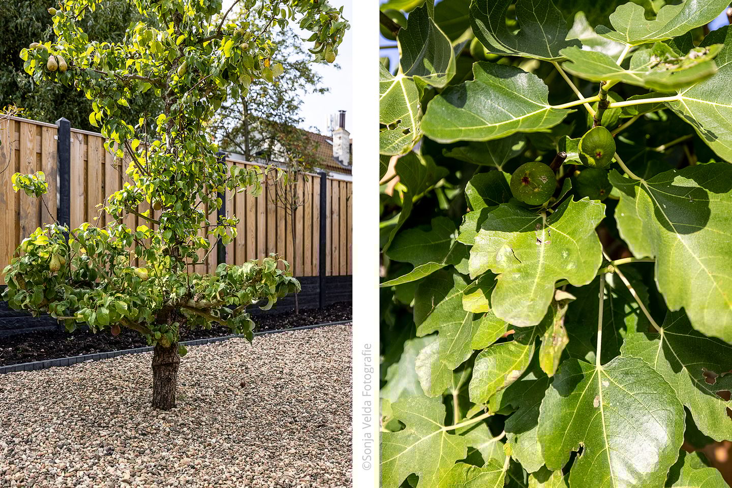 Foto 29 van Olmenlaan 149