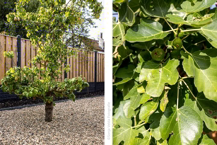 Foto 29 van Olmenlaan 149