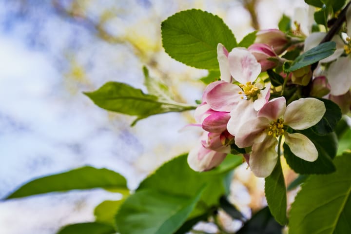 Foto 62 van Herenstraat 15