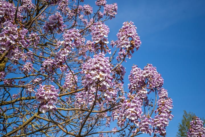 Foto 66 van Oostsingel 14