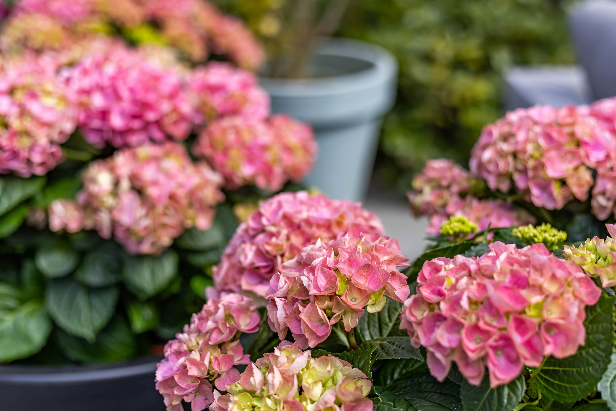 Foto 75 van Botanicuslaan 24