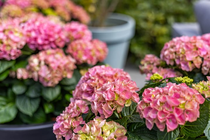 Foto 75 van Botanicuslaan 24