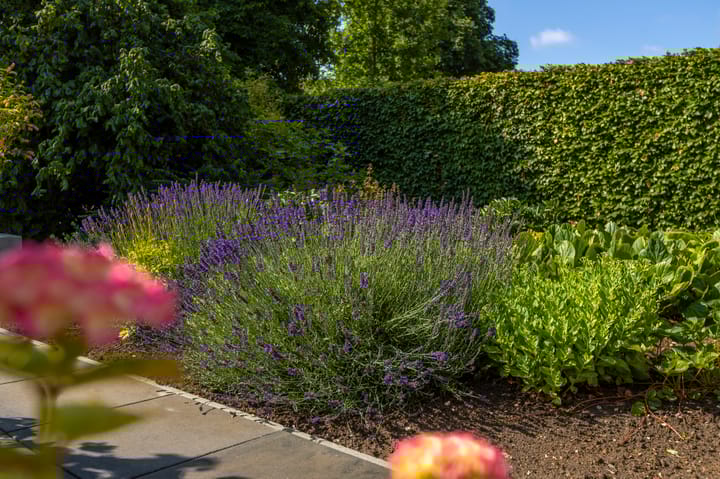 Foto 50 van Akkerwinde 6