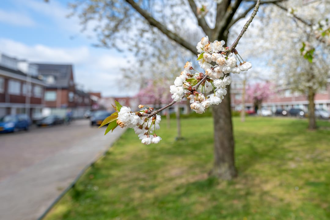 Foto 62 van Oranje-Nassaulaan 49
