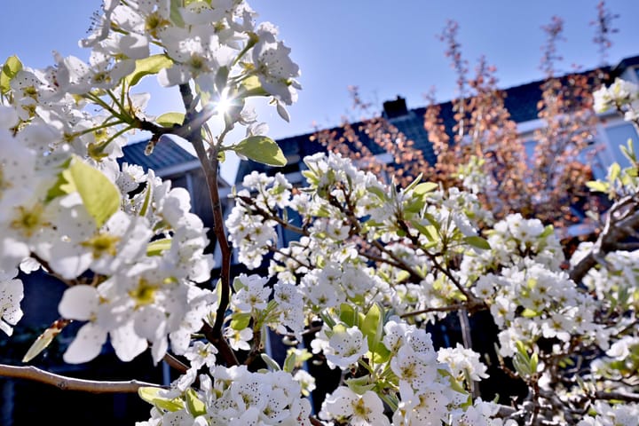 Foto 26 van Oosterstraat 37