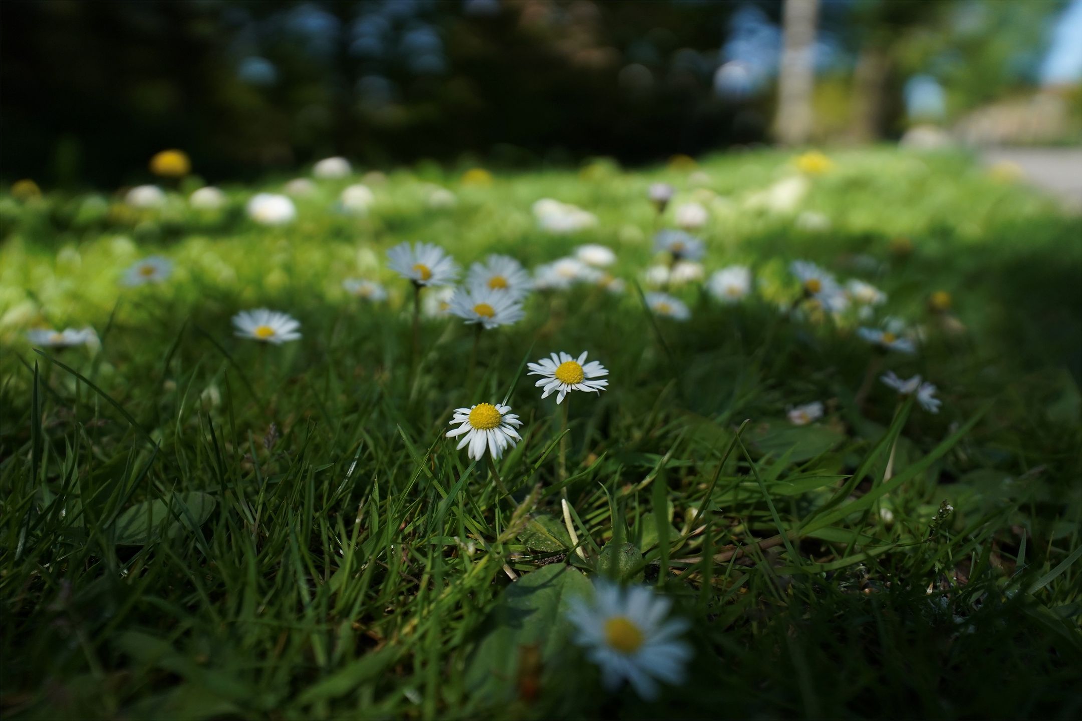 Photo 39 of Hendrik Munniklaan 18