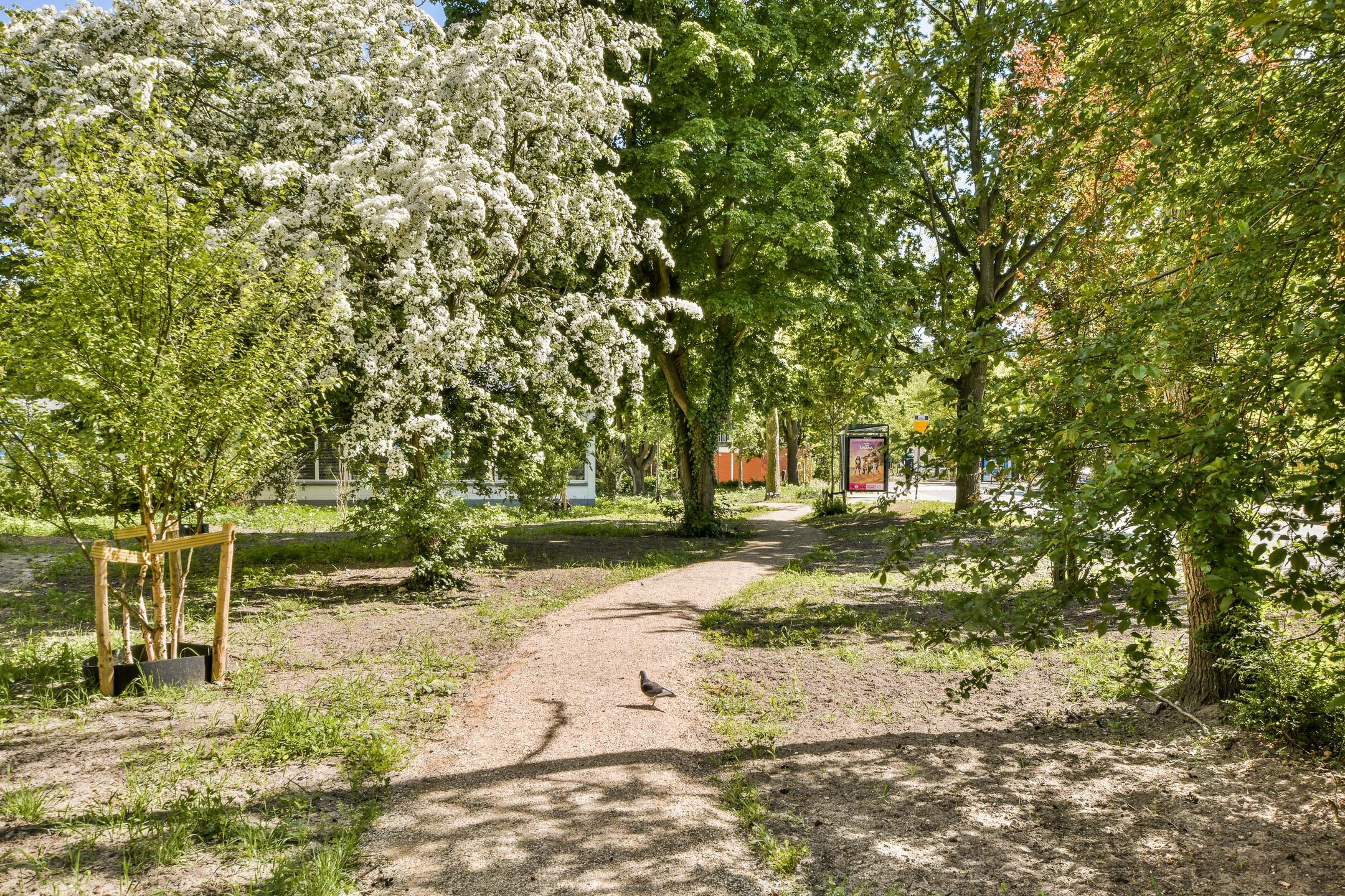 Photo 21 of Havikskruid 33