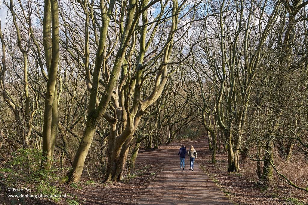 Foto 38 van Koekoeklaan 7