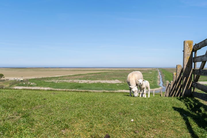 Foto 27 van Nieuwebildtzijl F 30