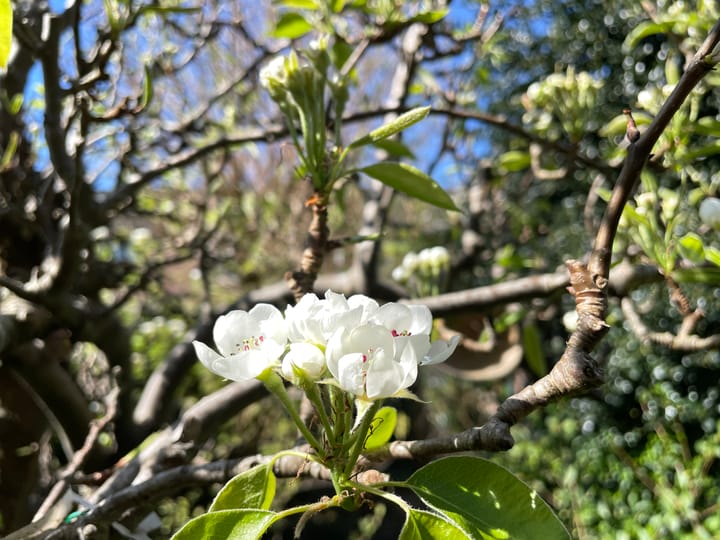 Foto 34 van Balsemkruid 95