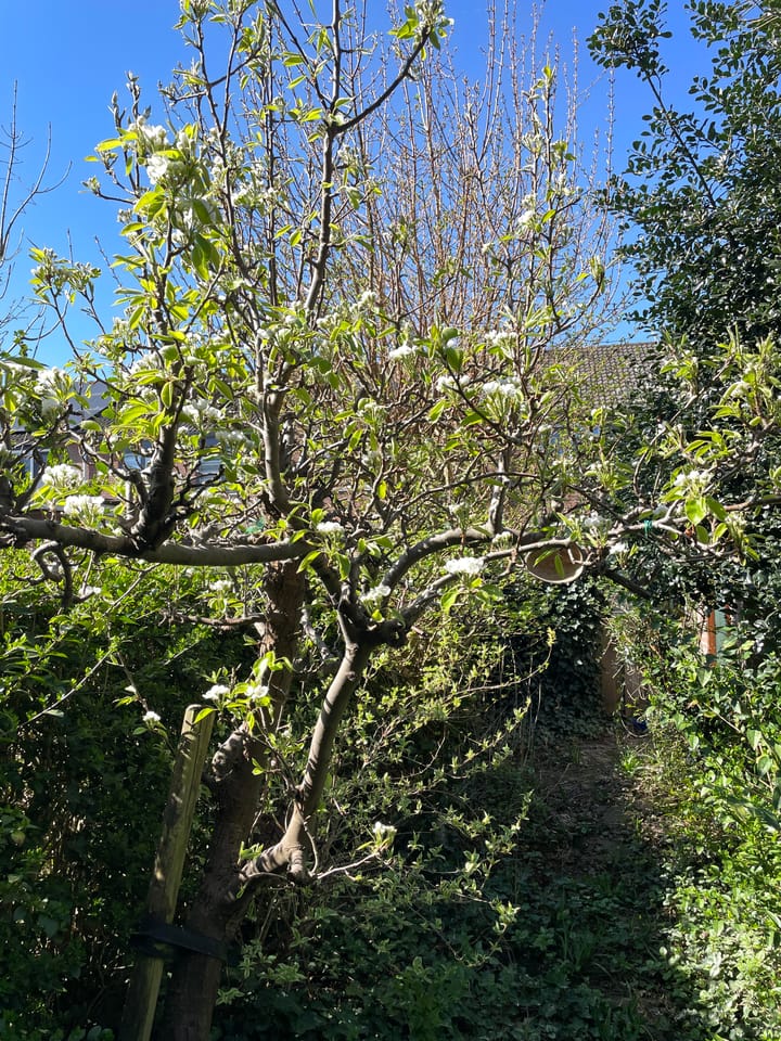 Foto 35 van Balsemkruid 95