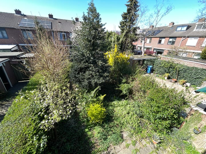 Foto 36 van Balsemkruid 95