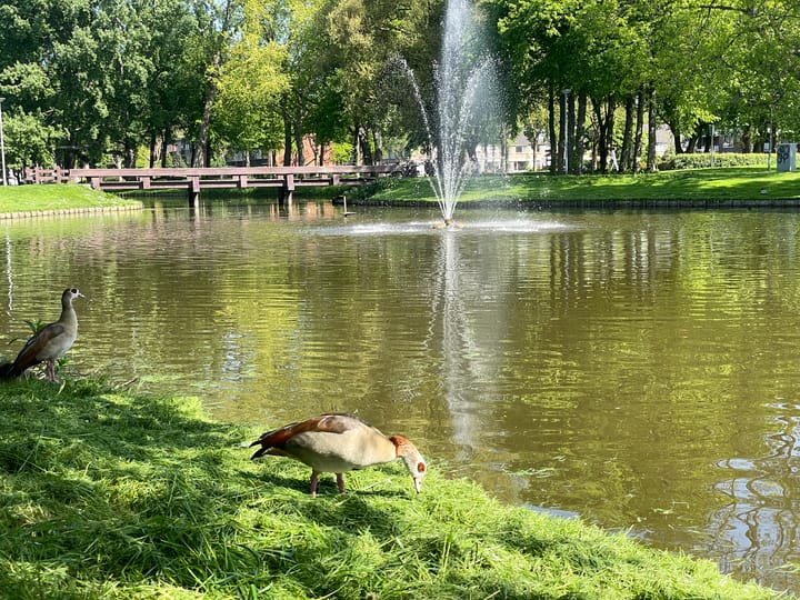 Foto 41 van Balsemkruid 95