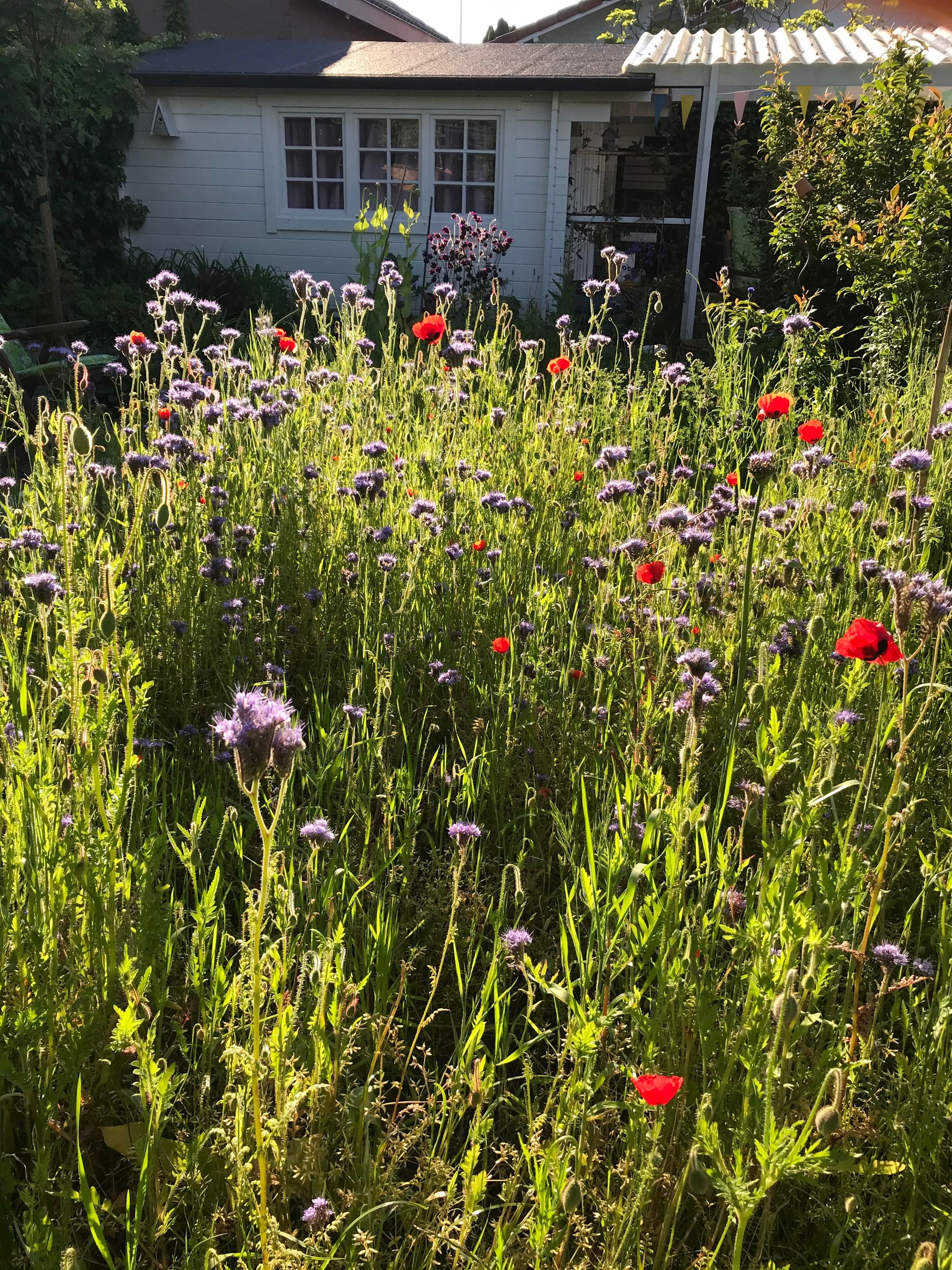 Foto 36 van Rozenhofstraat 7