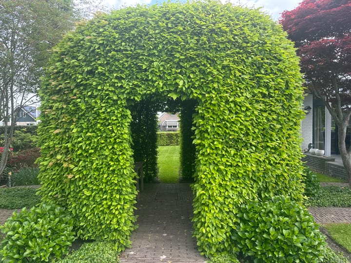 Foto 54 van Halve Raak 85